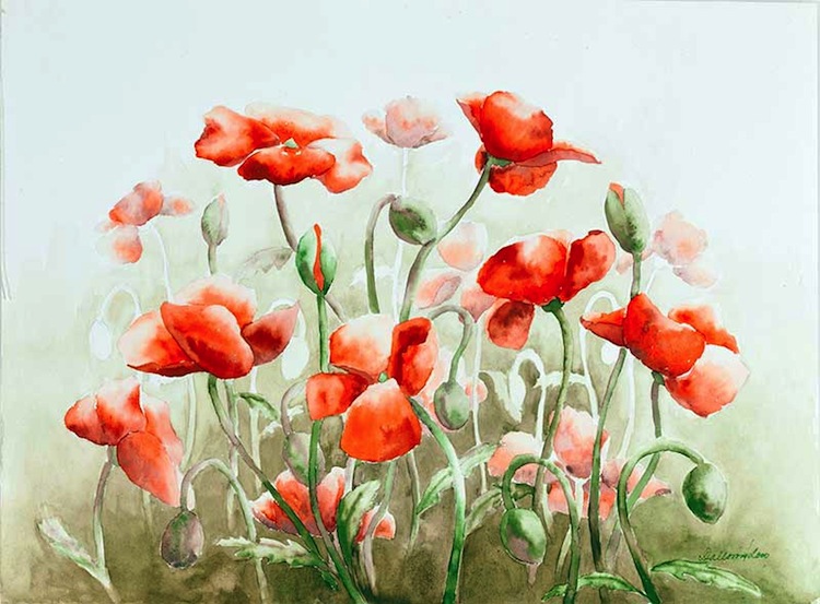Aquarelle painting, Field Poppy
