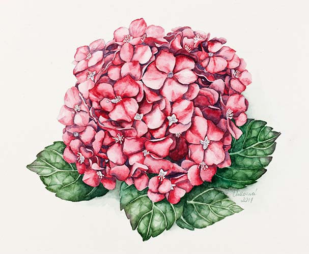 Aquarelle painting, A Hortensia from Horn