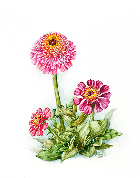 Aquarelle painting, flowers Zinnias from Mother´s Garden